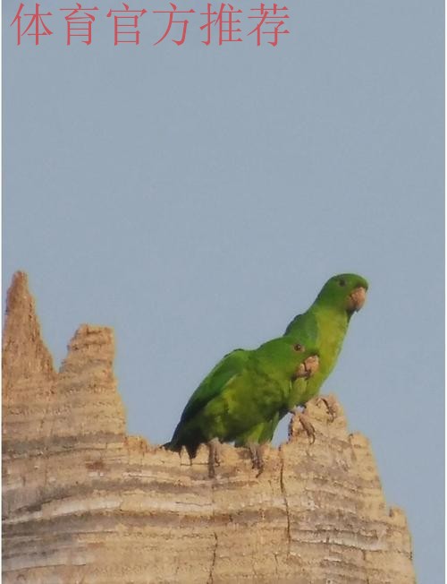 卡布雷拉,拥有惊人头部的鹦鹉性格 卡布雷拉,拥有惊人头部的鹦鹉性格